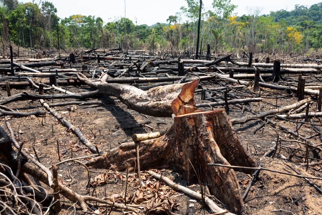 COP15: Economic interests behind massive deforestation in Ivory Coast© PARALAXIS/Shutterstock