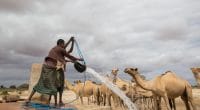 SOMALIE : un système de dessalement à l’énergie solaire fournit de l’eau à Caynabo©Faid Elgziry/Shutterstock
