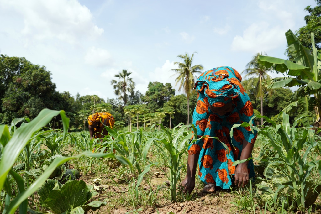 AFRIQUE : un mécanisme de 3,3 M$ pour le financement climatique des Fintech ©Riccardo Mayer/Shutterstock