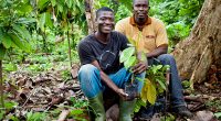 CÔTE D’IVOIRE : face à la déforestation, Nestlé renforce sa démarche écoresponsable ©Nestlé