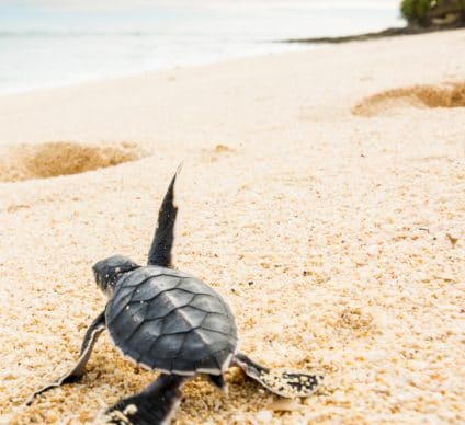 IVORY COAST: A protected area preserves sea turtles in Grand-Béréby©Luca Bertalli/Shutterstock