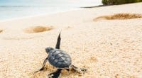 CÔTE D’IVOIRE : la préservation des tortues de mer à Grand-Béréby©Luca Bertalli/Shutterstock