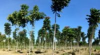 KENYA : Bolt va planter 11 millions d’arbres avec le soutien de Seedballs ©Tarcisio Schnaider/Shutterstock