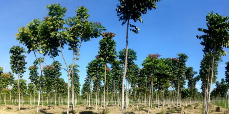 KENYA : Bolt va planter 11 millions d’arbres avec le soutien de Seedballs ©Tarcisio Schnaider/Shutterstock