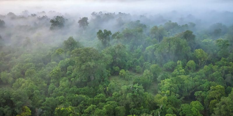AFRIQUE : la FAO propose trois solutions forestières pour sortir des crises multiples©CherylRamalho/Shutterstock