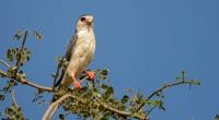 MOZAMBIQUE : la plus grande population de faucons Taita, découverte à Niassa©David Havel/Shutterstock