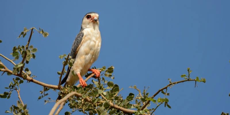 MOZAMBIQUE : la plus grande population de faucons Taita, découverte à Niassa©David Havel/Shutterstock