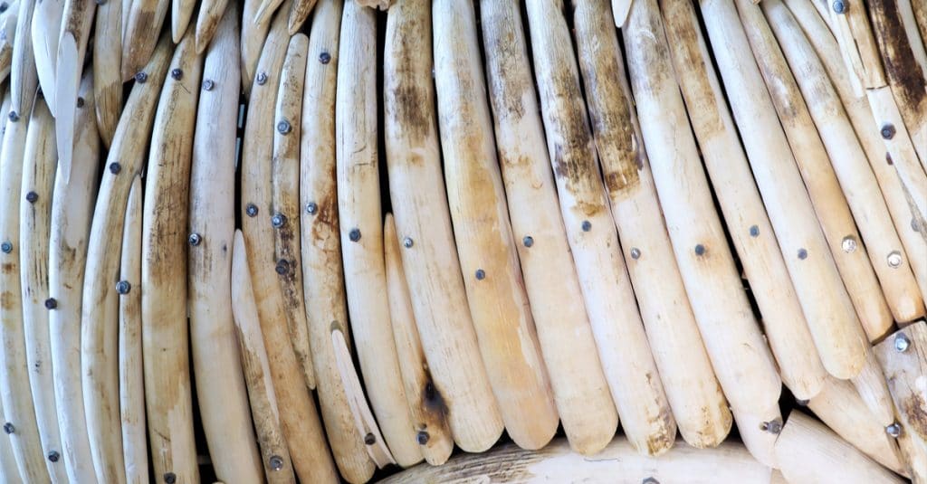 ZIMBABWE: Will CITES allow government to sell 136 tonnes of ivory?©speedshutter Photography/Shutterstock