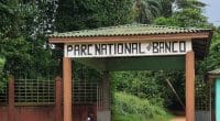 CÔTE D’IVOIRE : une clôture en béton pour protéger le parc national du Banco à Abidjan©ParcnationalduBanco