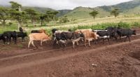 TANZANIE : le FVC et CRDB s’accordent pour la résilience climatique des agriculteurs©BENEFIT HAJI/Shutterstock