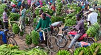 OUGANDA : Séoul accorde 5 M$ pour la résilience climatique des agriculteurs ©MehmetO/Shutterstock