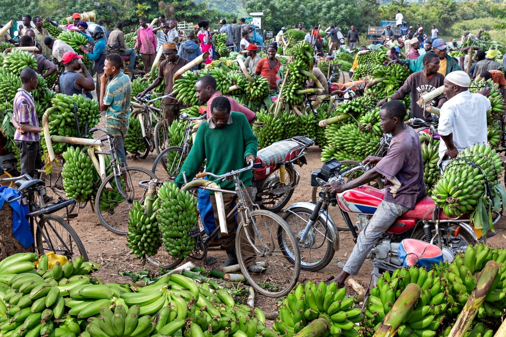 OUGANDA : Séoul accorde 5 M$ pour la résilience climatique des agriculteurs ©MehmetO/Shutterstock