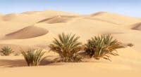 ÉGYPTE : la NREA mobilise du foncier pour la production de 60 GW d’énergies vertes ©Denis Burdin/Shutterstock