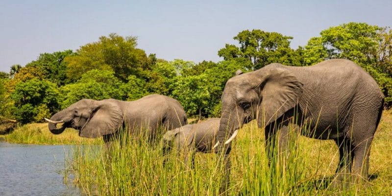 MALAWI : 250 éléphants partiront de Liwonde pour repeupler le parc de Kasunga©African Parks