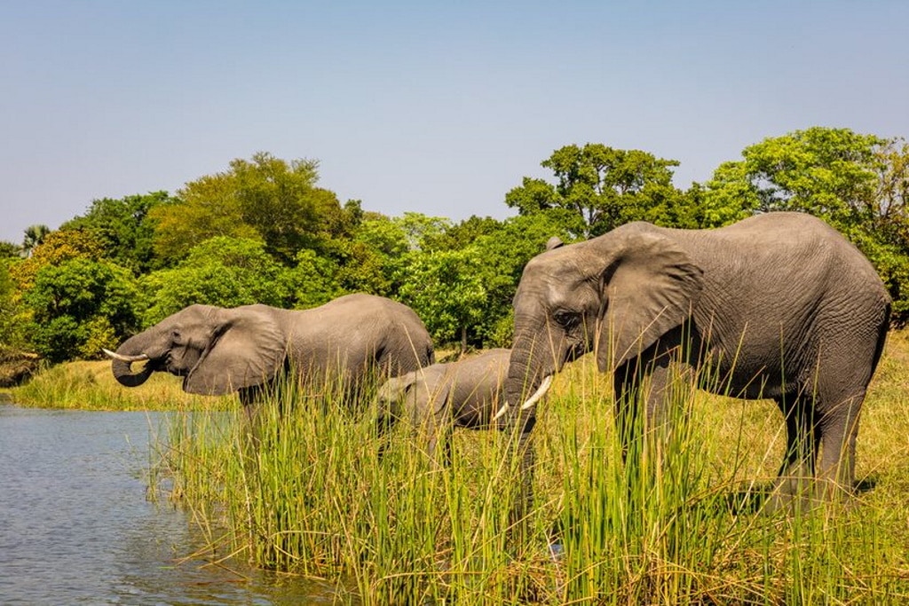 MALAWI : 250 éléphants partiront de Liwonde pour repeupler le parc de Kasunga©African Parks