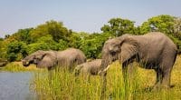 MALAWI: 250 elephants to leave Liwonde to repopulate Kasunga National Park©African Parks