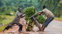 AFRICA : GEF releases $18M for sustainable agriculture in four countries © GUDKOV ANDREY/Shutterstock