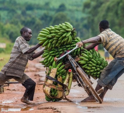 AFRICA : GEF releases $18M for sustainable agriculture in four countries © GUDKOV ANDREY/Shutterstock
