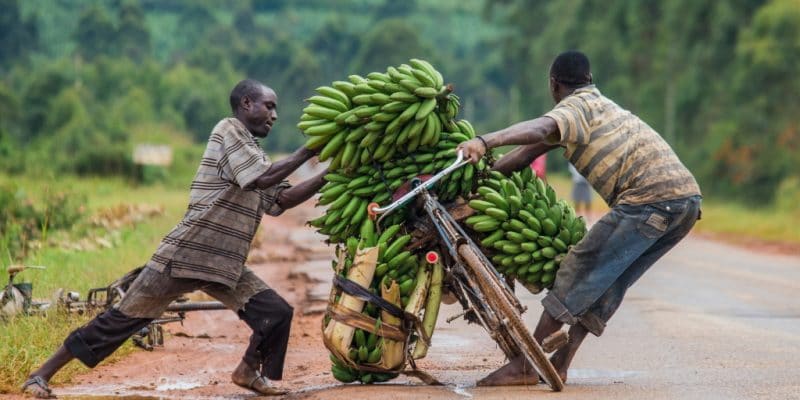 AFRIQUE : le FEM débloque 18 M$ pour l’agriculture durable dans quatre pays © GUDKOV ANDREY/Shutterstock