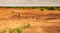 CÔTE D’IVOIRE : le GCA facilitera l’apport de 2 Md€ pour la résilience climatique ©Harmattan Toujours/Shutterstock