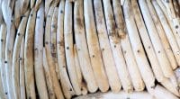 ZIMBABWE : la Cites permettra-t-elle au gouvernement de vendre 136 tonnes d’ivoire ?©speedshutter Photography/Shutterstock
