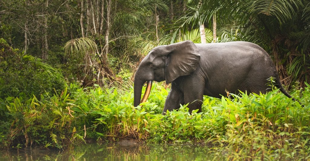 GABON: The government wants to collect "biodiversity credits© Shutterranger/Shutterstock