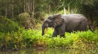 GABON: The government wants to collect "biodiversity credits© Shutterranger/Shutterstock