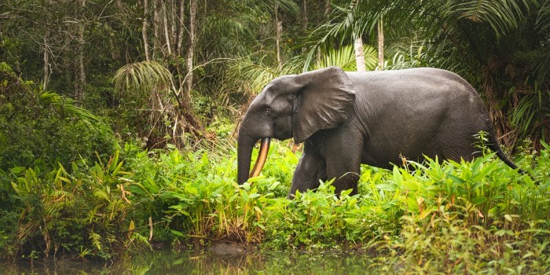GABON : le gouvernement veut percevoir des « crédits biodiversités »© Shutterranger/Shutterstock