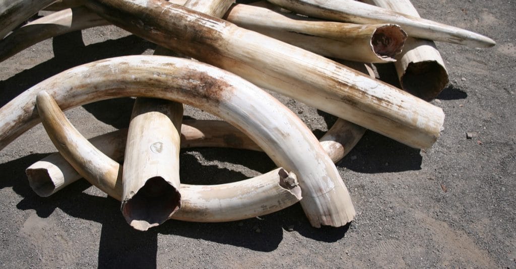 GABON: le site de stockage d’ivoire du Tribunal de Lambaréné, cible d’un trafic©Joe Mercier/Shutterstock