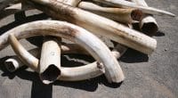 GABON: le site de stockage d’ivoire du Tribunal de Lambaréné, cible d’un trafic©Joe Mercier/Shutterstock