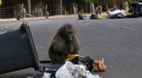 AFRIQUE DU SUD : vers une solution durable pour la gestion des babouins au Cap ? © Neil Bradfield/Shutterstock