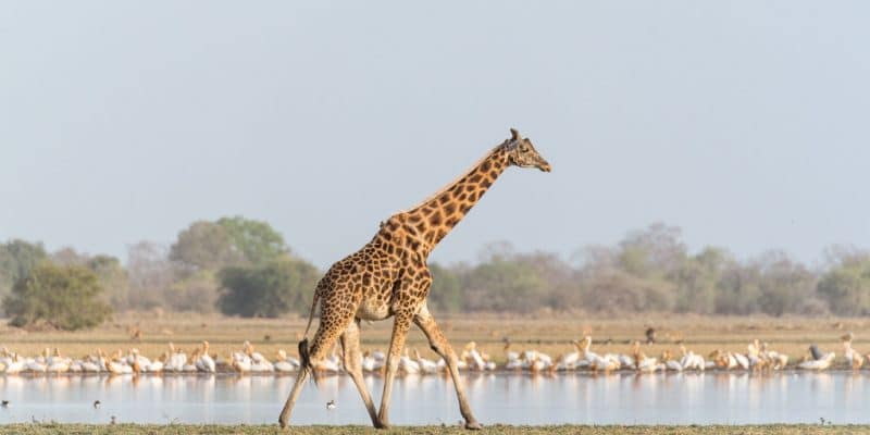 CHAD: African Parks to manage Zakouma Park for another 5 years © African Parks