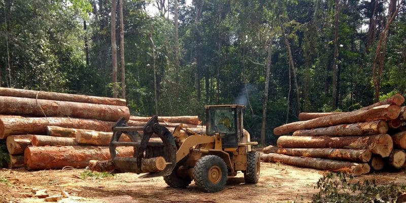 GABON: TotalEnergies and CBG launch a new forest management model ©Tarcisio Schnaider/Shutterstock