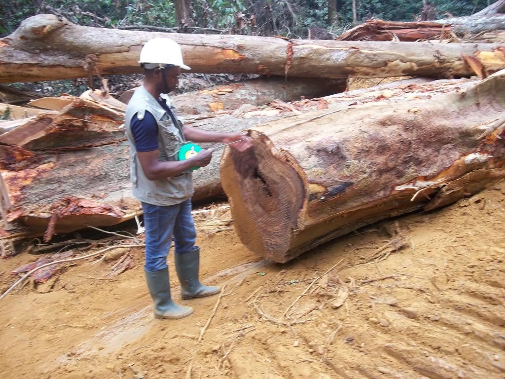 GAMBIE : le gouvernement suspend les exportations de bois pour protéger la forêt