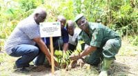 CÔTE D’IVOIRE : 19,5 hectares de forêt restaurés à Jacqueville©Ministère ivoirien des Eaux et forêts