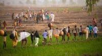 BÉNIN/GAMBIE : le FVC débloque 60 M$ pour la résilience climatique en zone rurale©Teo-Inspiro International/Shutterstock