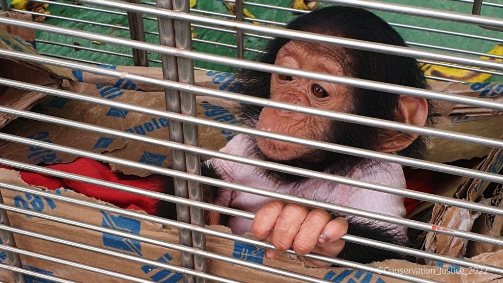 GABON: Police arrest woman for illegal possession of two primates©Conservation Justice