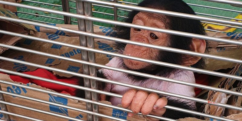 GABON: Police arrest woman for illegal possession of two primates©Conservation Justice
