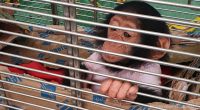 GABON : la police interpelle une femme pour détention illégale de deux primates©Conservation Justice