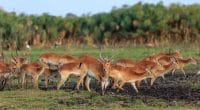 ZAMBIA: African Parks wins delegated management of Kafue National Park©African Parks/Shutterstock