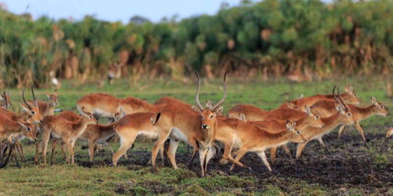 ZAMBIE : African Parks obtient la gestion déléguée du parc national de Kafue©African Parks/Shutterstock