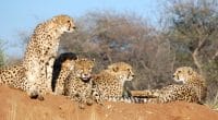 NAMIBIA: The government delivers eight cheetahs to India for reintroduction © PETER HATCH/Shutterstock