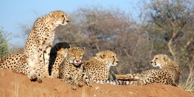 NAMIBIA: The government delivers eight cheetahs to India for reintroduction © PETER HATCH/Shutterstock
