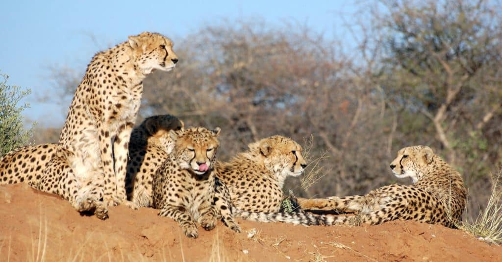 NAMIBIE : le gouvernement livre huit guépards à l’Inde, pour une réintroduction© PETER HATCH/Shutterstock