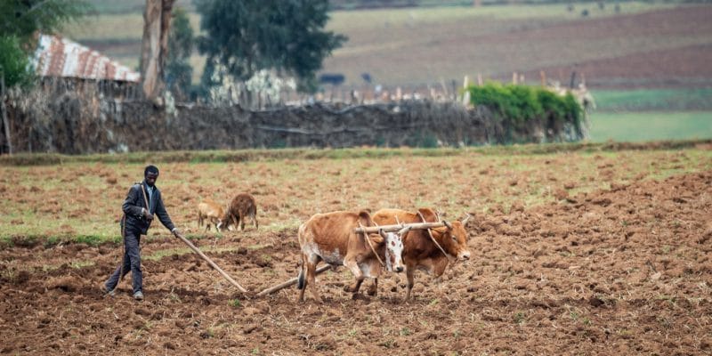 ÉTHIOPIE : 600 M$ pour l’adaptation climatique des petits exploitants agricoles©Artush/Shutterstock