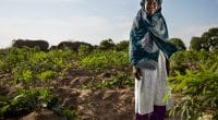 MOZAMBIQUE : 5 M$ de la BAD pour la sécurité alimentaire face aux aléas climatiques ©JonathanJonesCreate/shuttertock