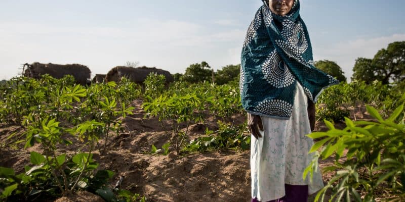 MOZAMBIQUE : 5 M$ de la BAD pour la sécurité alimentaire face aux aléas climatiques ©JonathanJonesCreate/shuttertock