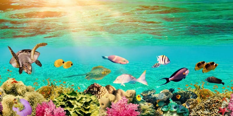 AFRICA: WCS joins the Coalition for Aquatic/Blue Foods, for marine biodiversity©Solarisys/Shutterstock