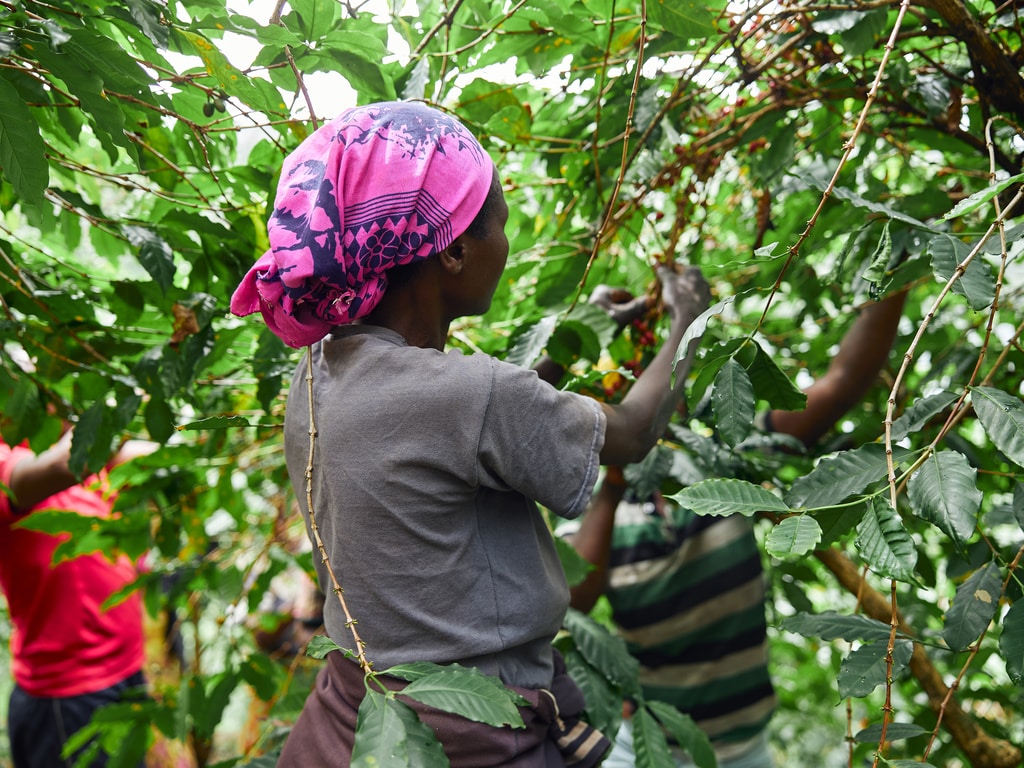 EAST AFRICA: GCP joins forces with P4F for sustainable coffee production©Yaroslav Astakhov/Shutterstock