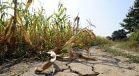 MAROC : le stress hydrique cause la perte de 22 000 hectares de terres arables par an bibiphoto/Shutterstock